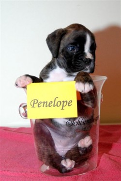 penelope